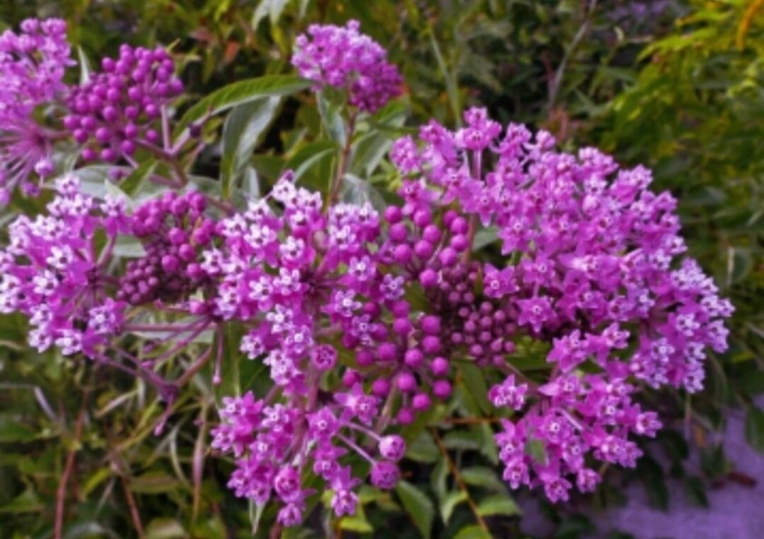 Purple Milkweed Seeds for Butterflies