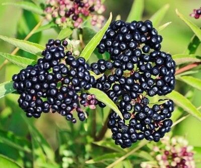 American Black Elderberry Seeds