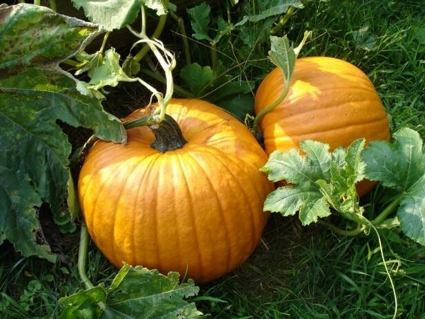 Autumn Gold Pumpkin Seeds