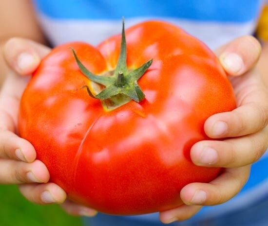 Mortgage Lifter Tomato Seeds