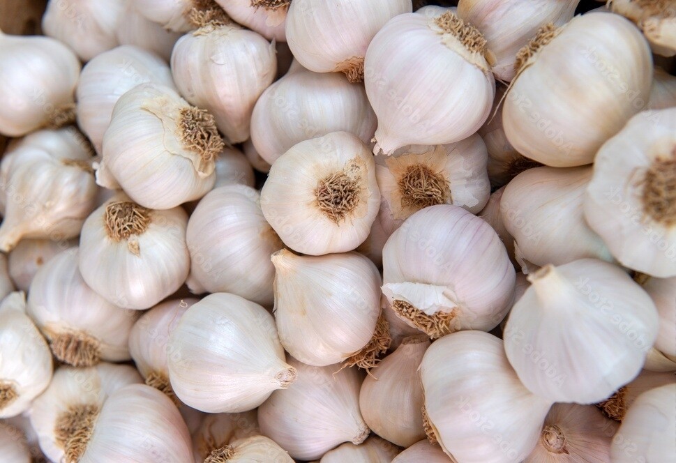 3 pk Garlic Bulbs California Softneck