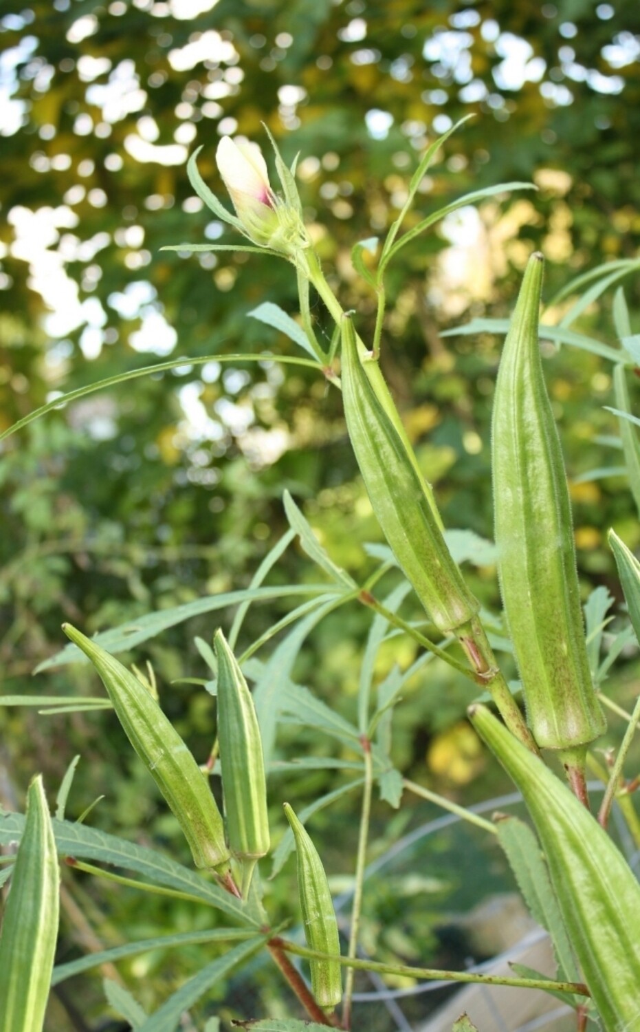 Heavy Hitter Okra Seeds