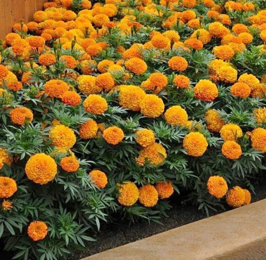 Crackerjack Marigold Seeds