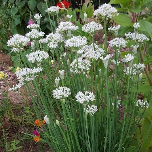 Garlic Chive Seeds