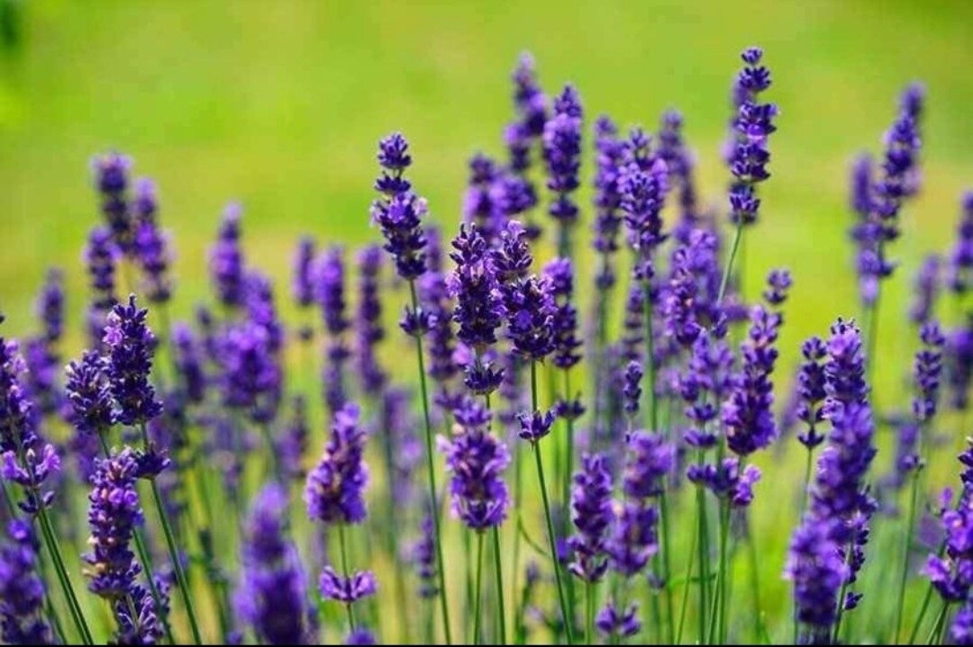 French Lavender Seeds