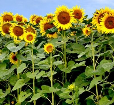 Sunforest Sunflower Seeds