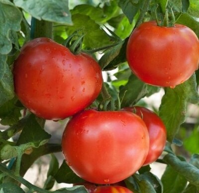 Druzba Heirloom Tomato Seeds