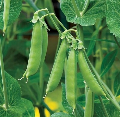 Heirloom Lincoln Garden Pea Seeds