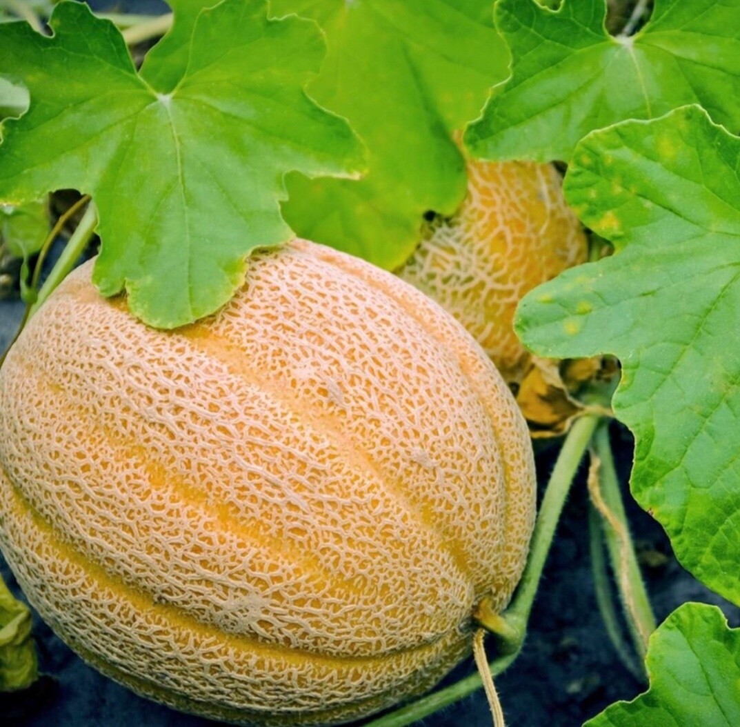 Heirloom Hales Jumbo Cantaloupe Seeds