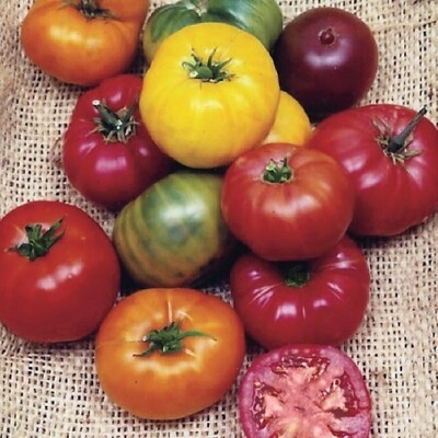 Heirloom Rainbow Tomato Seed Blend