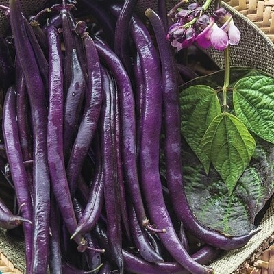 Purple Queen Bush Bean Seeds