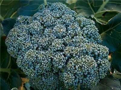 Heirloom Calabrese Broccoli Seeds