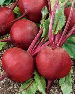 Long Season Pink Stem Beet Seeds