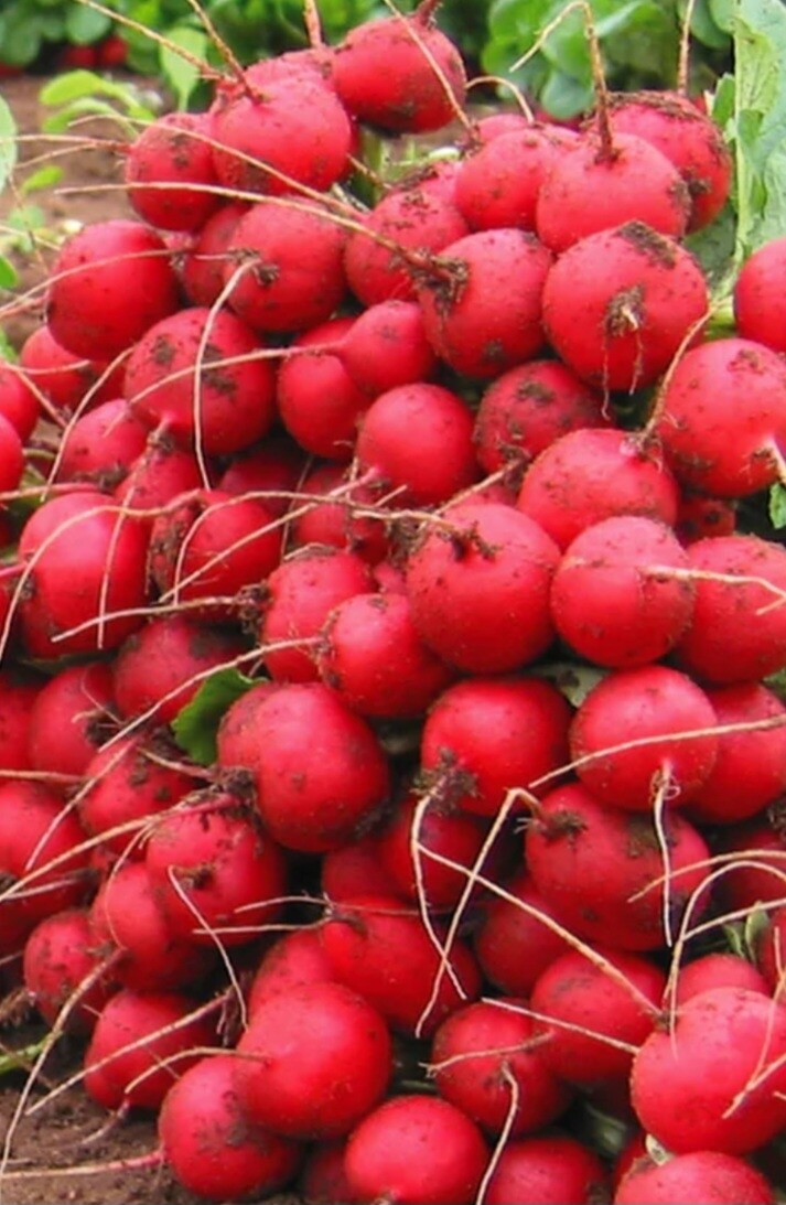 Red Celesta Radish Seeds