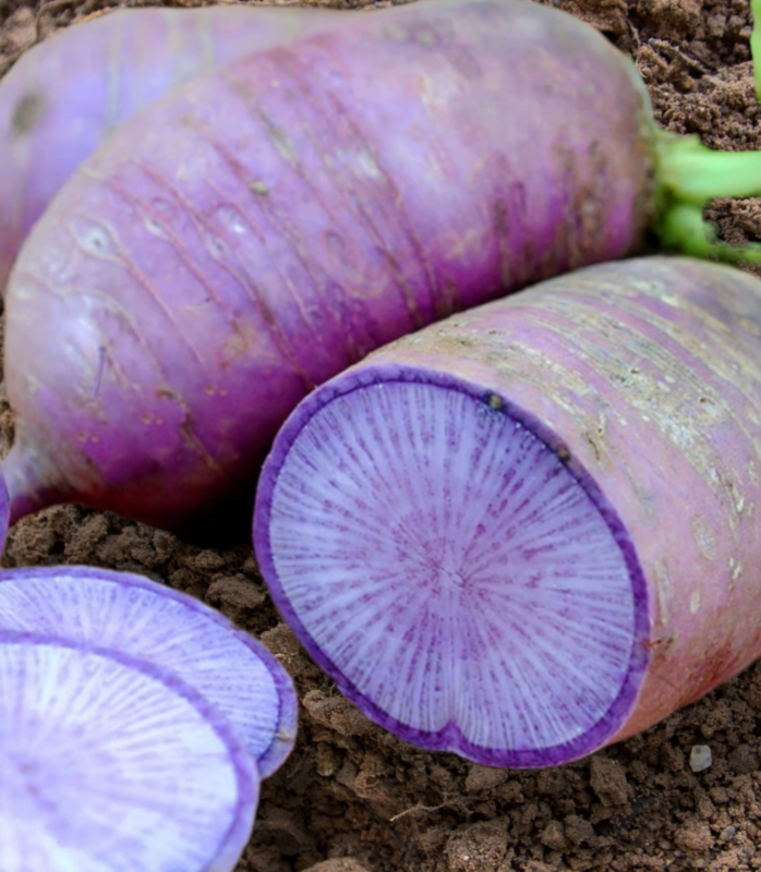 Bluemoon Radish Seeds