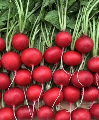 Red Queen Radish Seeds