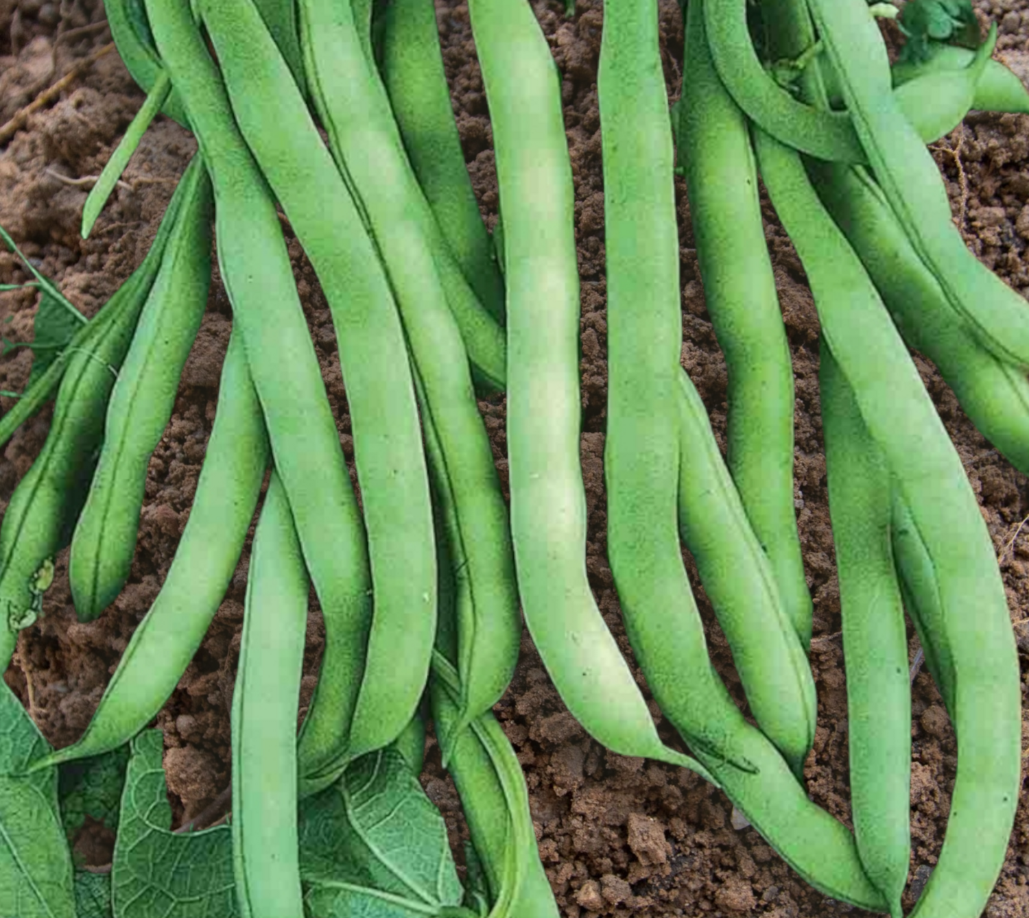 Heirloom Landreth Stringless Bean Seeds
