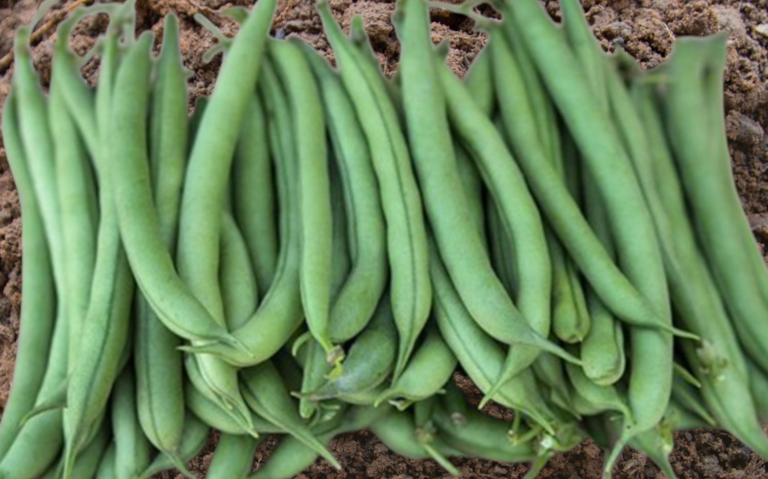 Cantare Bush Bean Seeds