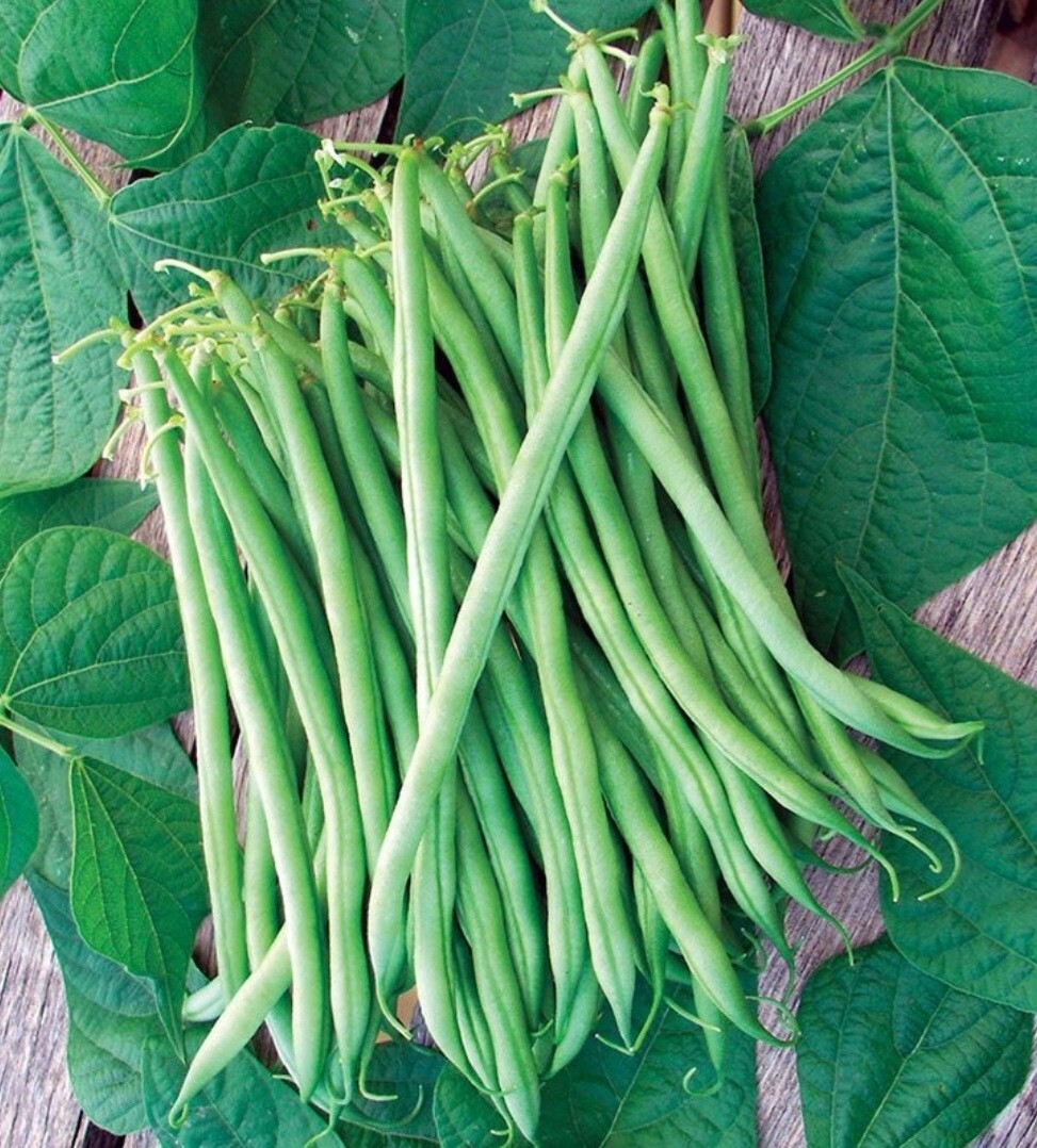 Calima Bush Bean Seeds
