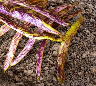 Dragon Tongue Bean Seeds