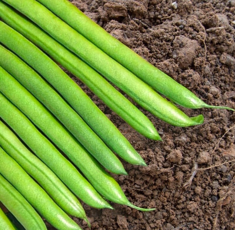 Lasalle Bush Bean Seeds