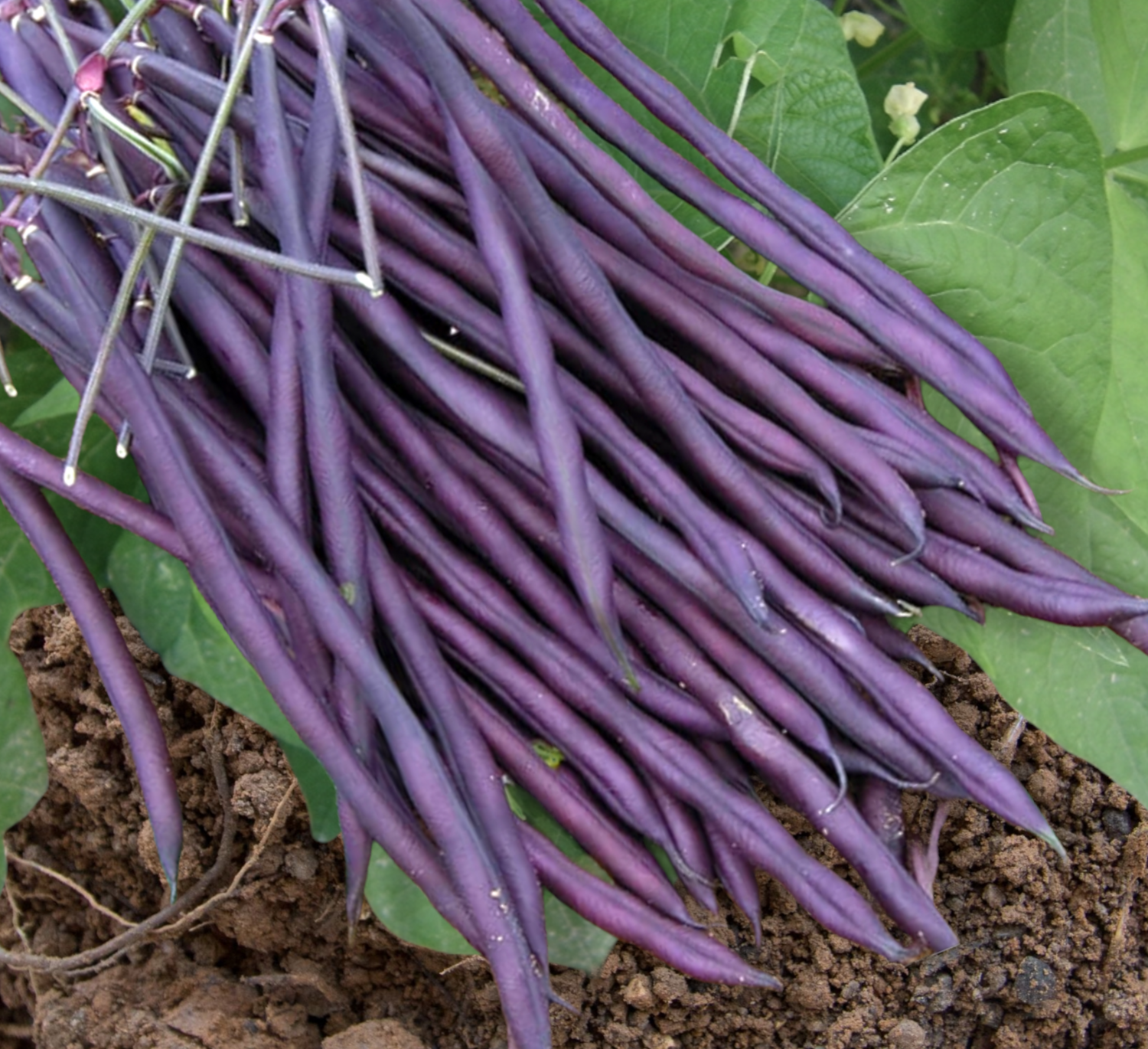 Carminat Bean Seeds