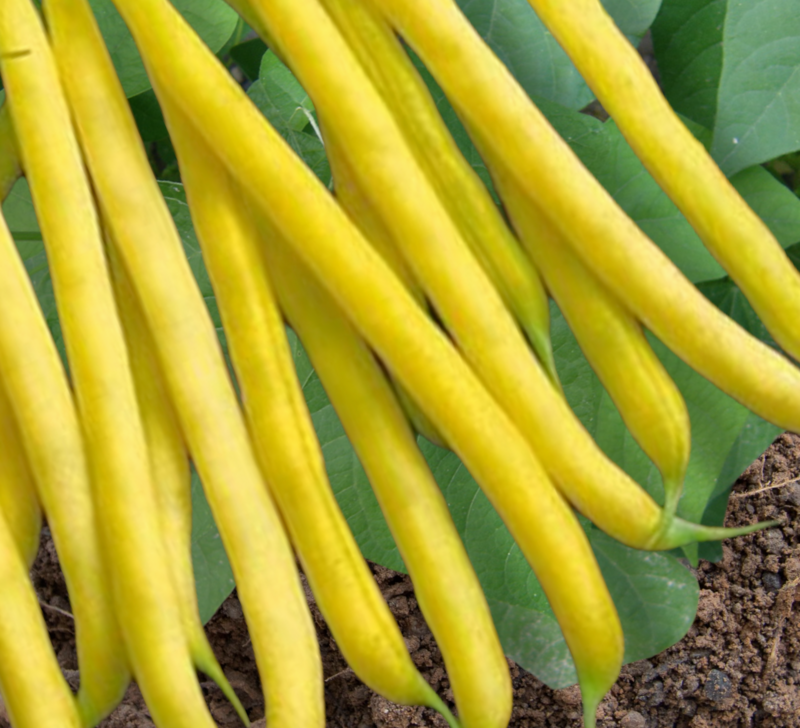 Improved Golden Wax Bush Bean Seeds