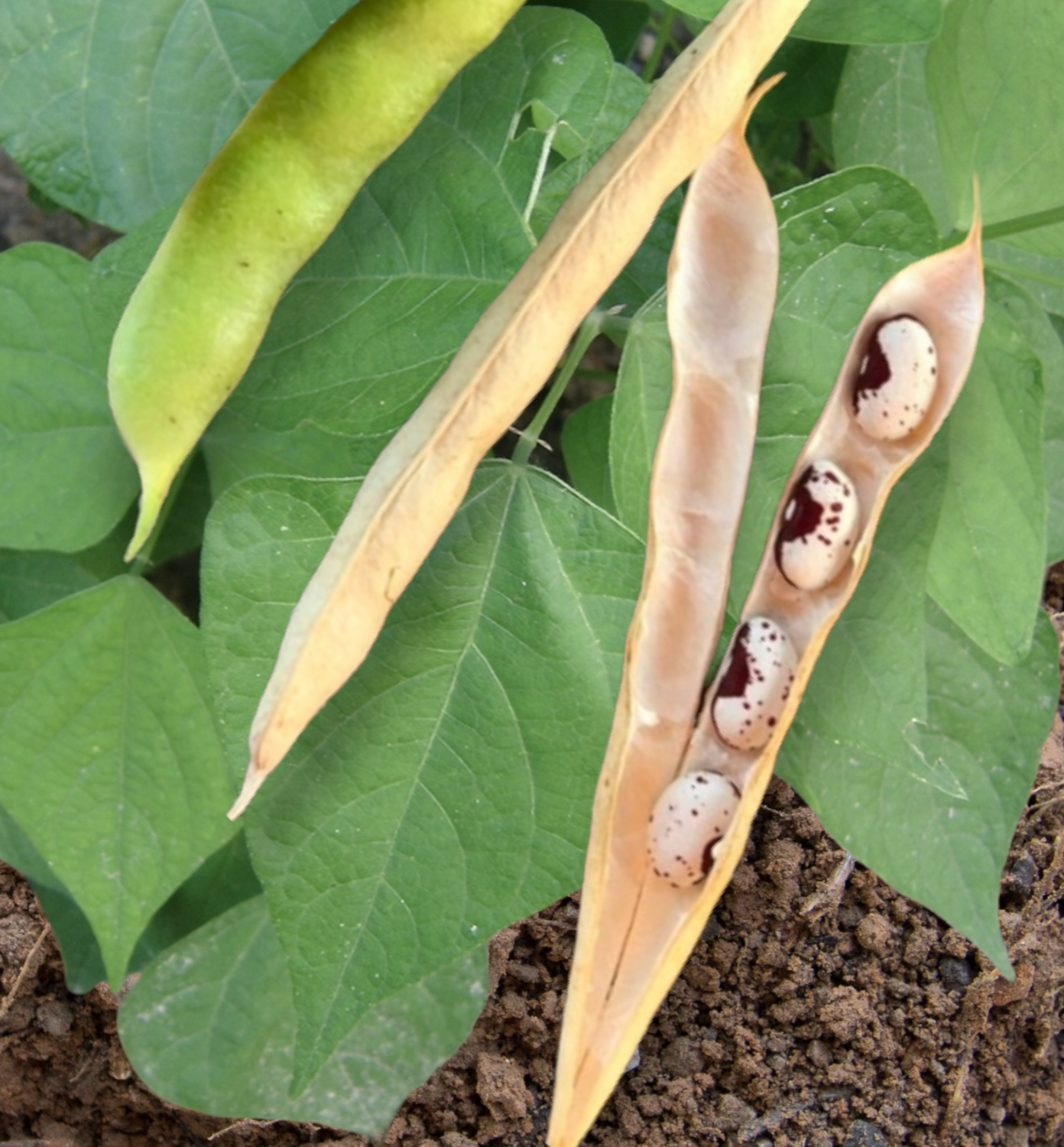Heirloom Jacob&#39;s Cattle Organic Bean Seeds