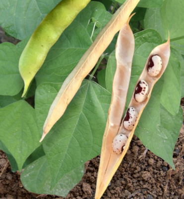 Heirloom Jacob's Cattle Organic Bean Seeds