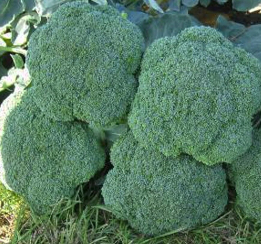 Luna Broccoli Seeds