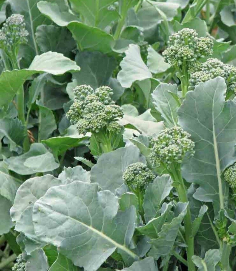Broccoli Rapini Seeds