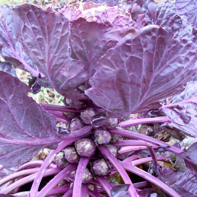 Heirloom Red Rubine Brussel Sprout Seeds