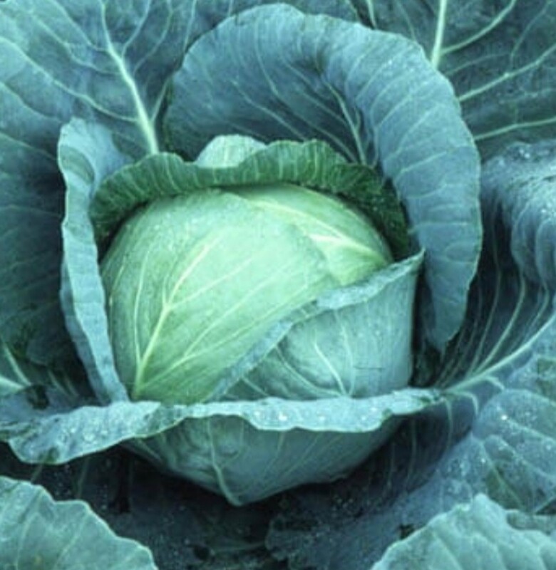 Cabbage