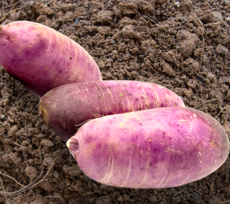 Heirloom Pusa Jamuni Radish Seeds