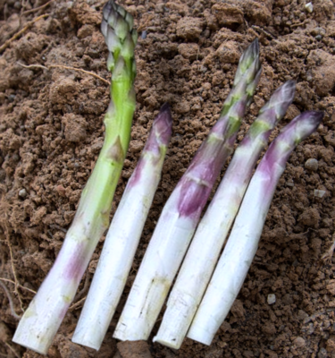 Heirloom Conovers Colossal Asparagus Seeds