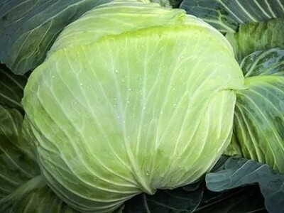 Heirloom Brunswick Cabbage Seeds