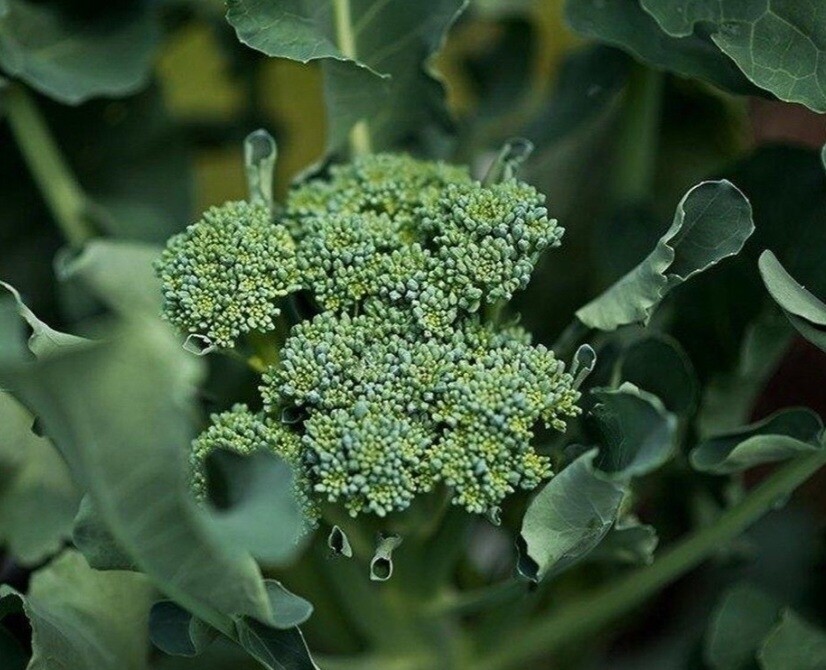 Broccolini Seeds