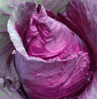 Heirloom Kalibos Cabbage Seeds