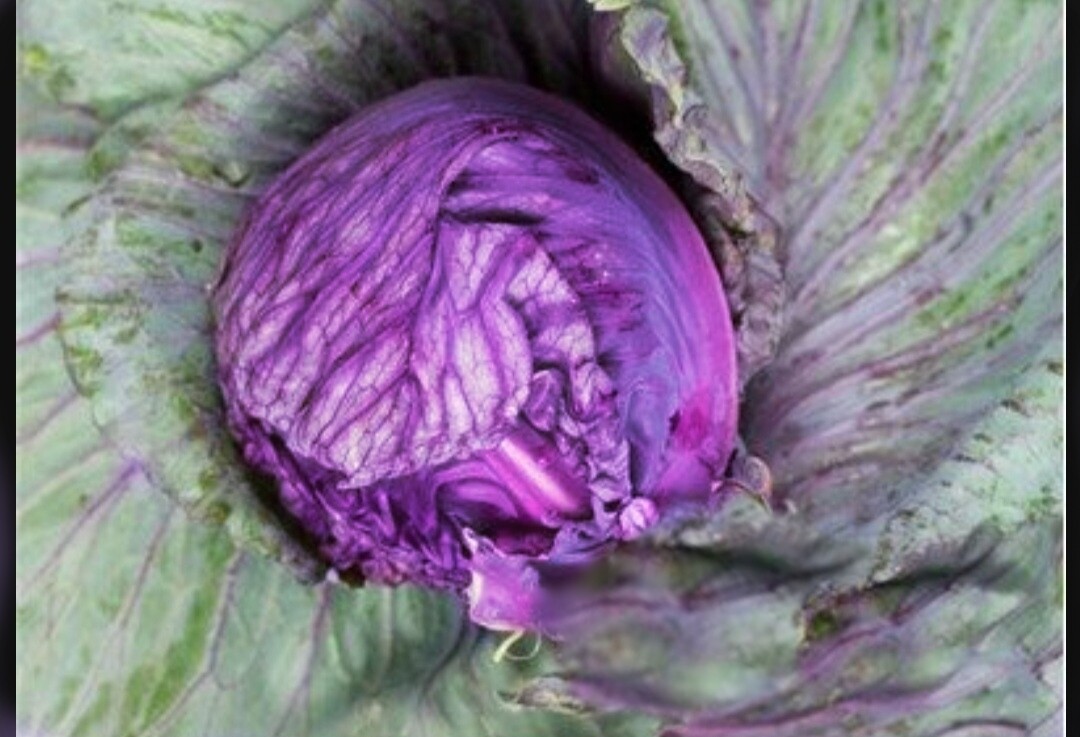 Heirloom Tete Noir Cabbage Seeds