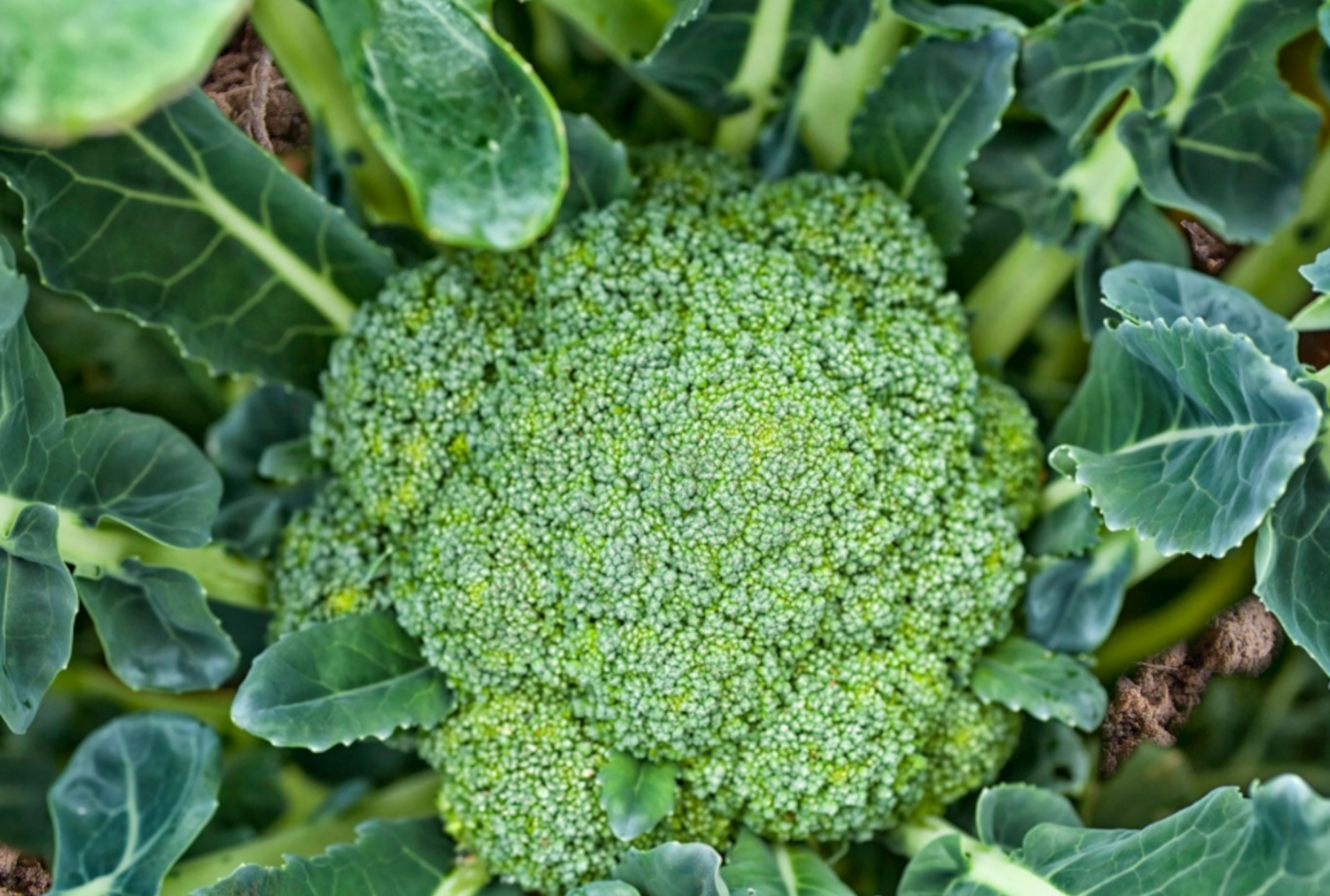 Green Magic Broccoli Seeds