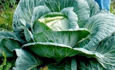 Heirloom Sapporo Giant #4 Cabbage Seeds