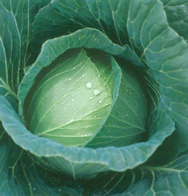 Thunderhead Cabbage Seeds