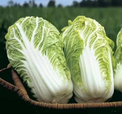 Bilko Cabbage Seeds