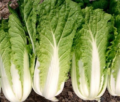Heirloom Chinese Hilton Cabbage Seeds