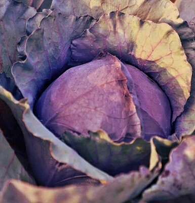 Red Jewel Cabbage Seeds