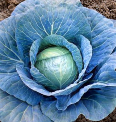 Blue Vantage Cabbage Seeds