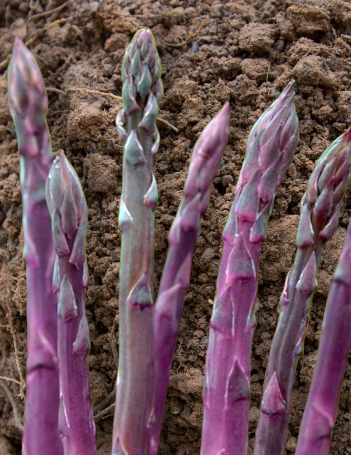 Purple Passion Hybrid Asparagus Seeds