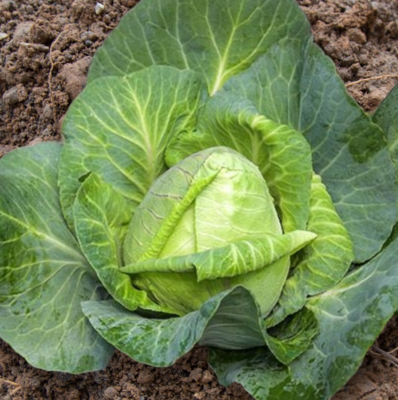 Heirloom Cour Di Bue Cabbage Seeds