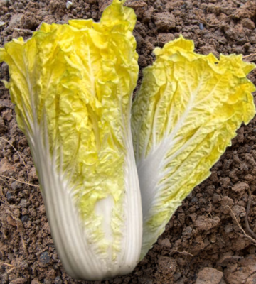 Heirloom Chinese Golden Cabbage Seeds
