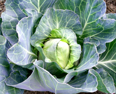 Heirloom Early Jersey Wakefield Cabbage Seeds
